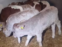 گاو نر, Simmental cattle — عکس 1