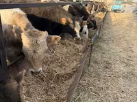 Bik, Swiss cattle — fotografija 1