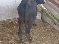 Krava, Russian Black pied cattle — foto 4