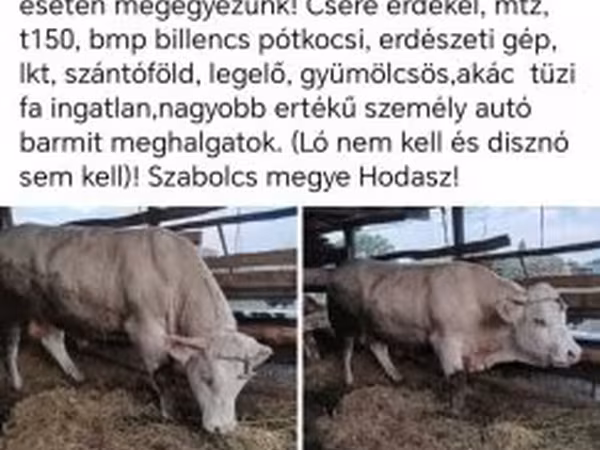 Goveda (partija, pol nije naveden), Говеда