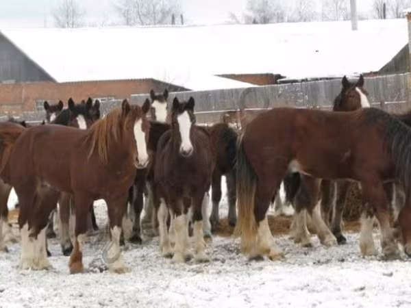 Horse (M), Horses