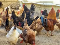 Chickens — 사진 5