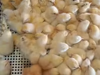Chickens — عکس 2