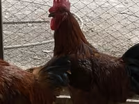 Chickens — รูปภาพ 2