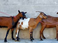 Koza, Nubian Goat — foto 5