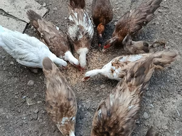 Ducks
