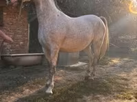 Pastuv, Lipizzaner — fotografija 1