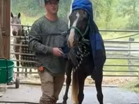 Адуу, Rocky Mountain Horse — 5 зураг