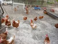 Chickens — 照片 2