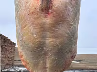 Klisna, Koně — foto 5