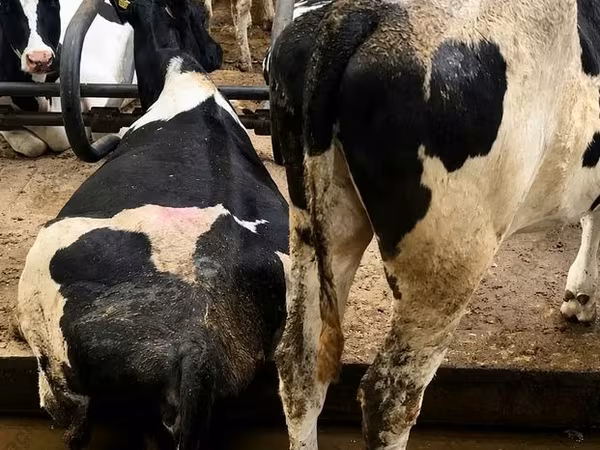 گاو ماده, Russian Black pied cattle