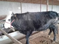 Bull, Cattle — photo 7
