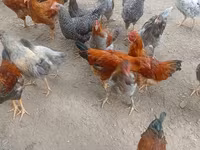 Chickens — عکس 1