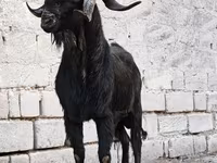Ямааны ухна, Anatolian Black goats — 1 зураг