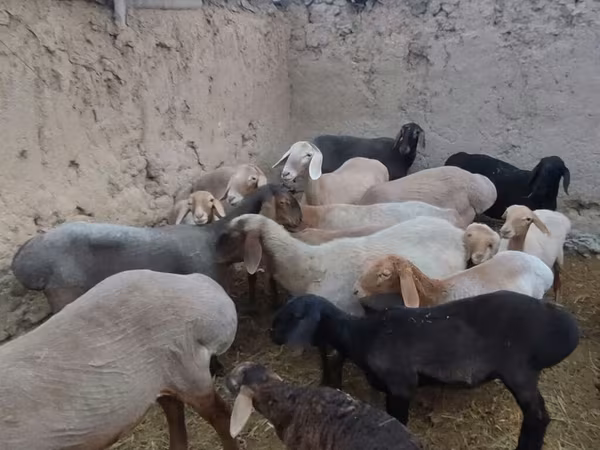 암양, Arashan sheep