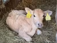 Bik, Charolais cattle — fotografija 3
