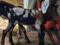 பெண் வெள்ளாடு, Nubian Goat — புகைப்படம் 4