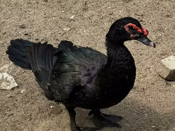 Ducks