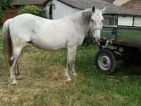 Kobyła, Hungarian horse breed — zdjęcie 2