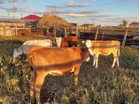 Cow, Cattle — photo 4