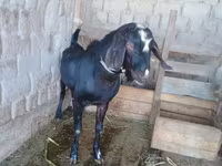 بز ماده, Dutch Landrace goats — عکس 2