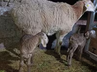 Beran, Arashan sheep — foto 8