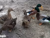 Ducks — foto 1