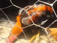 Chickens — fotografija 8