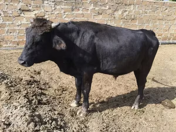 Kuh, Aberdeen-Angus