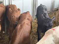 Lembu ternakan (lot, jantina tidak dinyatakan), Cattle — foto 1