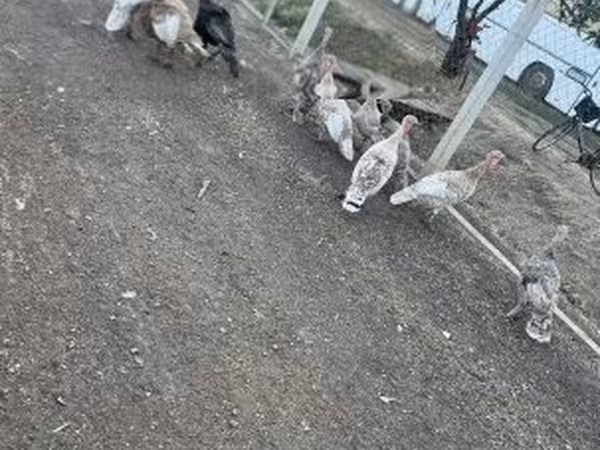 Turkeys