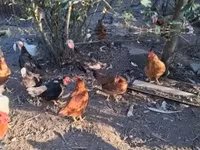 Chickens — photo 8