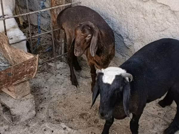 Kozy (šarže, pohlaví neuvedeno), Kozy
