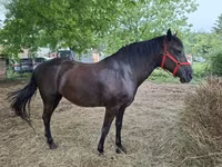 雌馬, Hungarian horse breed — 写真 4