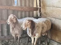 Κριός, Edilbay sheep — φωτογραφία 3