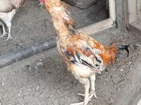Chickens — акс 5