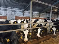 Vaca, Raza Holstein — foto 8