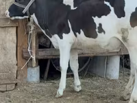 Vaca, Raza Holstein — foto 2