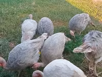 Broad Breasted White — foto 2