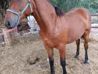 Kuda betina, Lipizzaner — foto 2