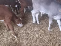Бик, Simmental cattle — снимка 1