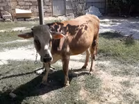 Krava, Simmental cattle — fotografija 3