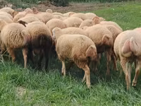 میش, گوسفند — عکس 7