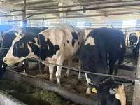 Сиыр, Swiss cattle — 3-сурет
