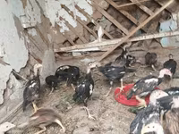 Chickens — الصورة 3