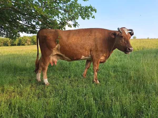 Cow, Cattle — Moldova