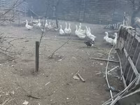 Кубань — 1 зураг