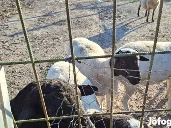 แกะตัวผู้, Dorper sheep