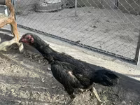 Chickens — عکس 2