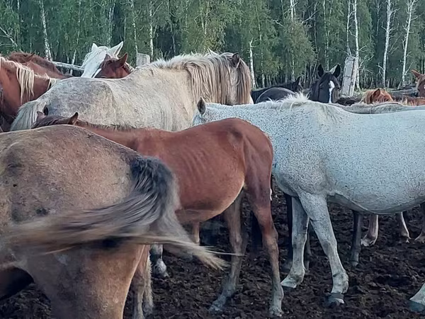 Klisna, Horse breed